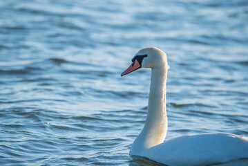 Obraz premium White swan gracefully swimming in calm blue water, reflecting sunlight, with gentle ripples surrounding its elegant form in a serene natural setting