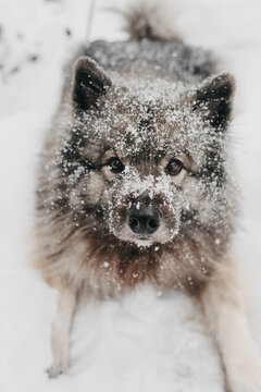 A cute fluffy Keeshond dog playing in the snow in the winter.