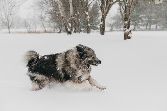 A cute fluffy Keeshond dog playing in the snow in the winter.