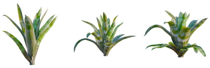 Aechmea fasciata tree, elevation, front view, cutout, transparent background, isolate, Close-up of a vibrant green fern plant with intricate leaf details, nature photography © Peter Hai