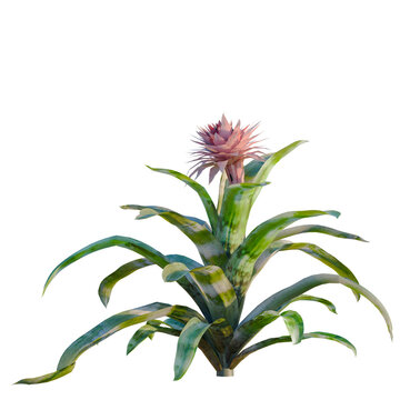 Aechmea fasciata tree, elevation, front view, cutout, transparent background, isolate, Vibrant bromeliad plant with detailed texture, beautiful nature macro photography, botanical art