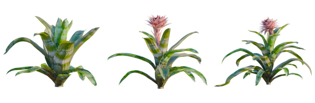 Aechmea fasciata tree, elevation, front view, cutout, transparent background, isolate, Vibrant bromeliad plant close-up, showcasing its colorful leaves and intricate textures.