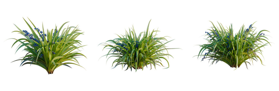 Dianella tasmanica tree, elevation, front view, cutout, transparent background, isolate, Delicate Purple Wildflowers Blooming in a Field, Beautiful Floral Landscape, Springtime Nature