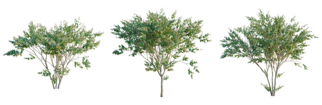Eugenia uniflora tree, elevation, front view, cutout, transparent background, isolate, Elegant weeping willow tree with delicate branches and lush green foliage, detailed nature scene