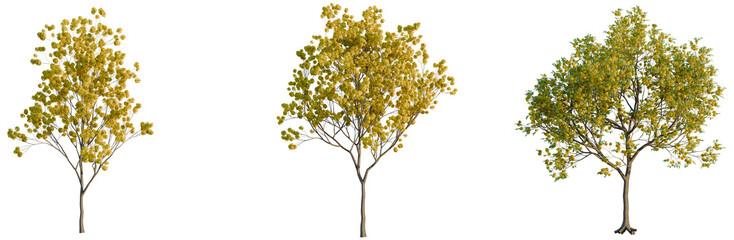 Obraz premium Handroanthus ochraceus tree, elevation, front view, cutout, transparent background, isolate, Detailed close-up of a vibrant green maple leaf, perfect for autumn and nature themes.