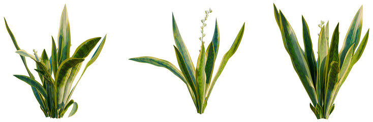 Obraz premium Sansevieria trifasciata Laurentii tree, elevation, front view, cutout, transparent background, isolate, Lush Green Plant Leaves Close-Up, Detailed Texture, Natural Botanical Photography