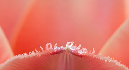 Fototapeta premium Macro Pink Petal Edge with Frost Crystals – Abstract Floral Detail