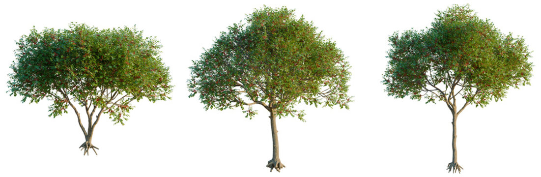 Schinus terebinthifolia tree, elevation, front view, cutout, transparent background, isolate, Banyan Tree with Aerial Roots - Detailed Botanical Illustration for Design and Education