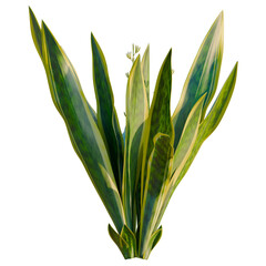 Obraz premium Sansevieria trifasciata Laurentii tree, elevation, front view, cutout, transparent background, isolate, Elegant Agave Americana Variegata Plant, Lush Green and Creamy White Foliage, Botanical Beauty