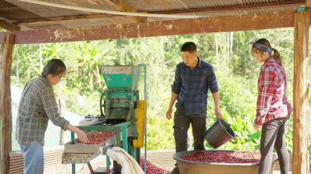 Coffee beans shell removal process in wet processing factory, Asian people coffee farmer sorting coffee bean from shelling machine, postharvest production quality control in agricultural industry.