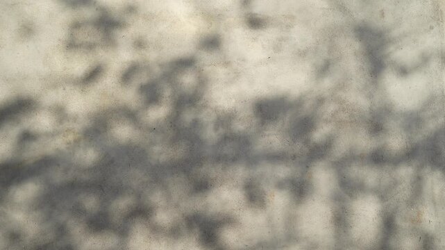 Abstract silhouette moving glare shadows of tree leaves reflection of sunlight on white wall. Transparent blurred bokeh of nature background round plants leaf.