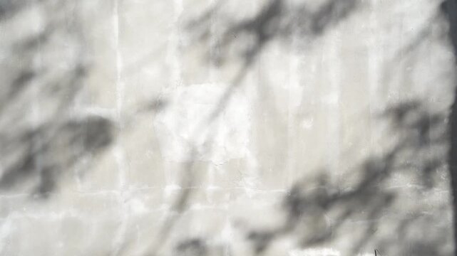 Abstract silhouette moving glare shadows of tree leaves reflection of sunlight on white wall. Transparent blurred bokeh of nature background round plants leaf.
