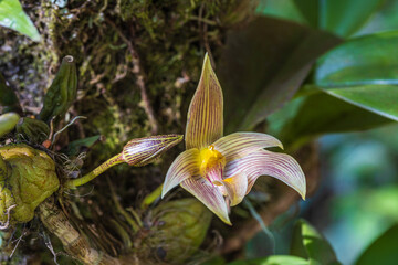 Bulbophyllum lobbii Lindl, Beautiful rare wild orchids in tropical forest of Thailand.