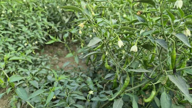 Professional RAW eye level close-up shot of green chili peppers and white flowers in a farm field in Bangladesh, 4K UHD 30fps.