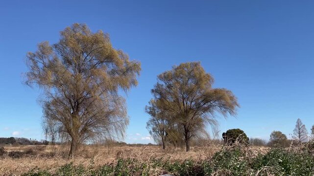 空っ風が吹きすさぶ北関東の野原と柳の大木