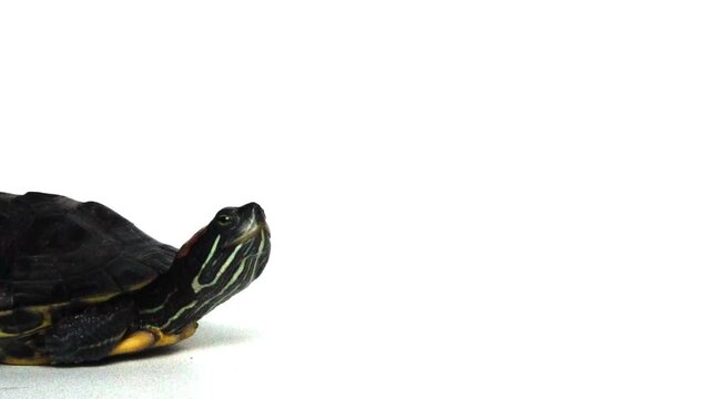 The Brazilian turtle is also known as the ''red-ear slider'' turtle or in Latin ''trachemys scripta elegans''. Isolated on white background