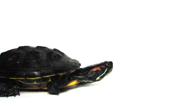 The Brazilian turtle is also known as the ''red-ear slider'' turtle or in Latin ''trachemys scripta elegans''. Isolated on white background