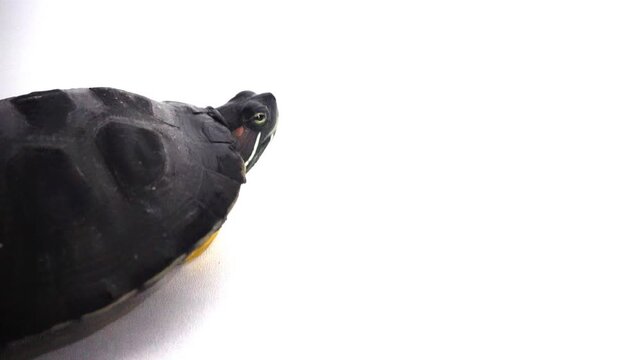 The Brazilian turtle is also known as the ''red-ear slider'' turtle or in Latin ''trachemys scripta elegans''. Isolated on white background