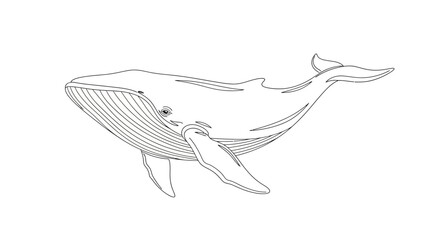 Large whale line art drawing isolated on white background © jum