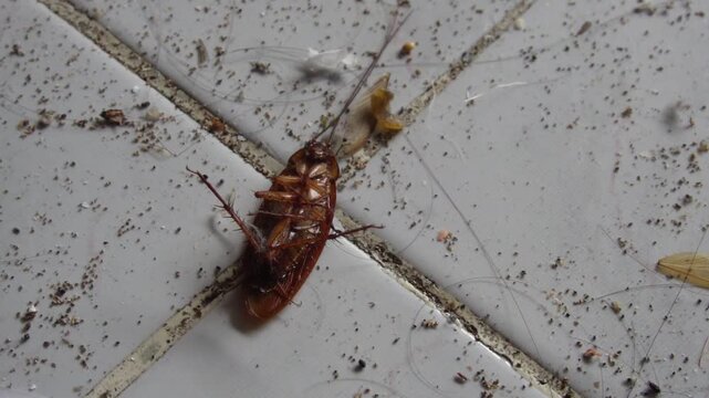 Dead cockroach on dirty white floor. Cursed insects lay dead on the floor