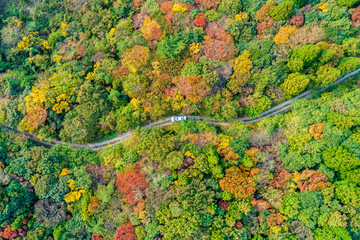 가을 단풍숲과 임도