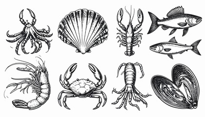 Sea creature drawing: crab, oyster, lobster, shrimp, fish