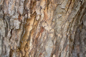 Fototapeta premium Tree bark highlighting rough texture, wood grain and natural tones; ideal for nature backgrounds,