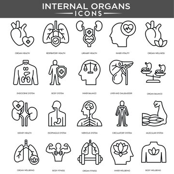 Internal organs icon set featuring human anatomy symbols such as heart, brain, lungs, liver, kidneys, and stomach in clean line style. Ideal for medical, healthcare, and educational use.