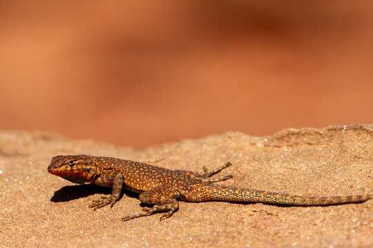 Common Side-blotched Lizard basking on rocky habitat