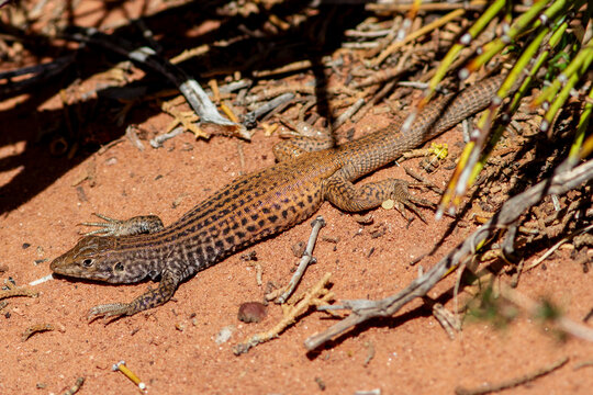 Western whiptail lizard basking in sandy arid environment