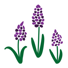 春の紫色の花のイラストセット ムスカリ ラベンダー ヒヤシンス