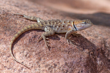 Naklejka premium Desert Spiny Lizard basking on rocks