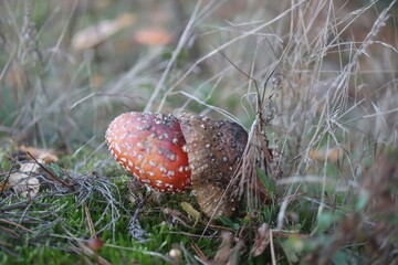  muchomor czerwony Amanita muscaria © Perovskia