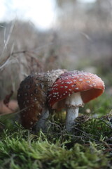  muchomor czerwony Amanita muscaria © Perovskia