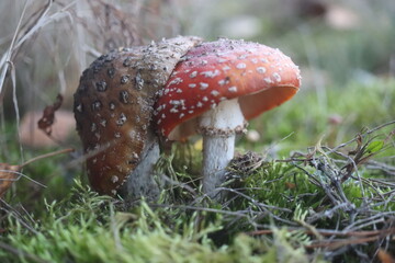  muchomor czerwony Amanita muscaria
