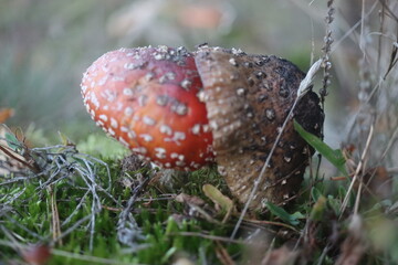  muchomor czerwony Amanita muscaria © Perovskia