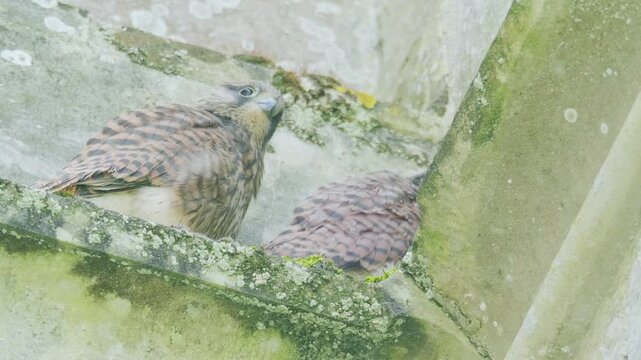 Two juvenile common kestrels resting together on moss-covered stonework of a historic church building in England. Close wildlife behaviour of young birds of prey perched on architectural ledge.