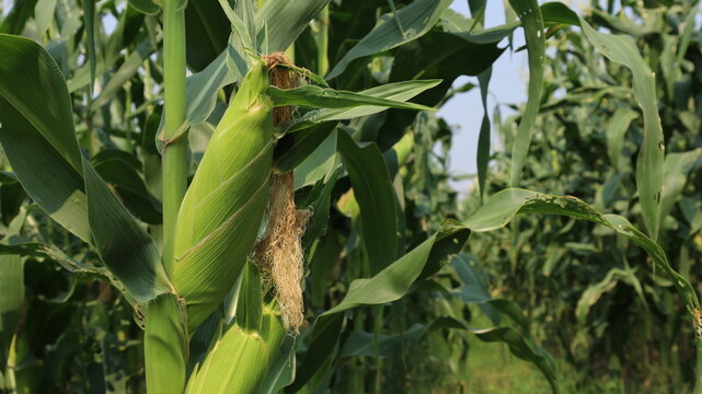 Fresh ears of corn on the plant. Close-up of green corn ears on the plant before harvesting in outdoor organic farm, copy space with selective focus.