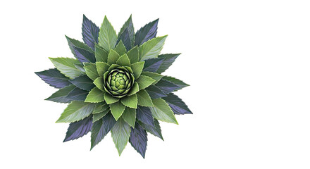 Obraz premium Green Succulent Plant