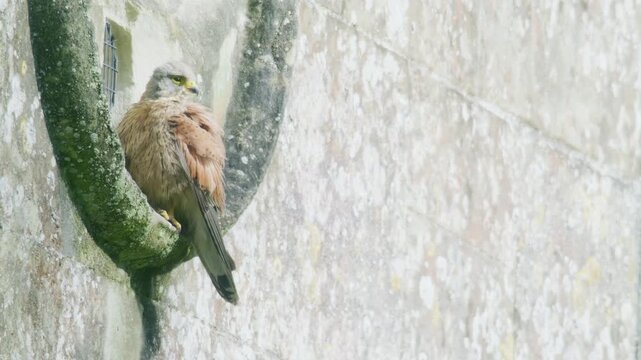 Young common kestrel perched on an old stone church ledge while preening and cleaning its feathers. Close wildlife behaviour of a juvenile falcon resting on historic architecture.