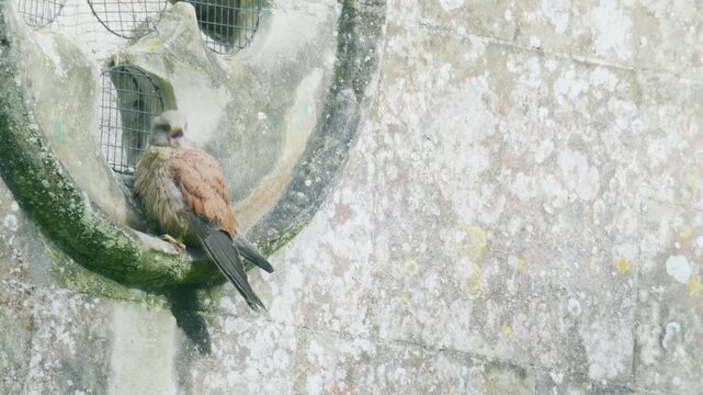 Common kestrel resting on ornate stone architecture of an old church building. Urban wildlife moment showing a bird of prey perched against textured historic masonry in the United Kingdom.