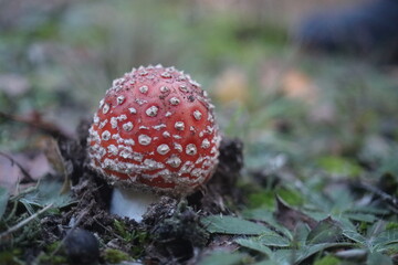  muchomor czerwony Amanita muscaria © Perovskia