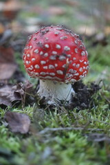  muchomor czerwony Amanita muscaria © Perovskia