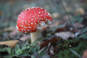  muchomor czerwony Amanita muscaria © Perovskia