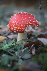  muchomor czerwony Amanita muscaria © Perovskia