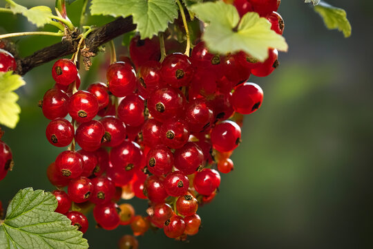 Rote Johannisbeeren an einem Ast