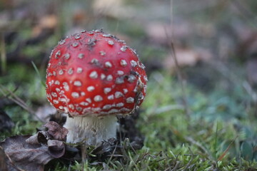  muchomor czerwony Amanita muscaria © Perovskia