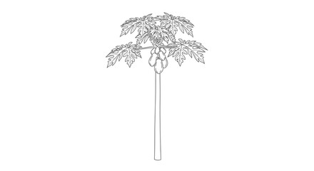 Single line drawing of a papaya fruit tree on white