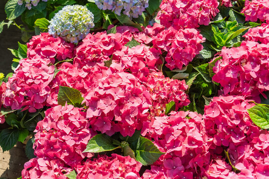 Blooming vibrant purple Hydrangea flowers in garden