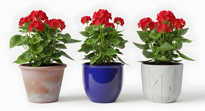Three vibrant red geranium plants in different colored pots